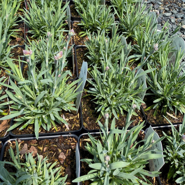 Dianthus Early Bird Sherbet (Pinks) PP#21,418 - Image 2