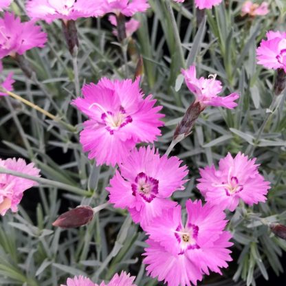 Dianthus Silver Strike has pink flowers