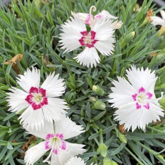 Dianthus White Twinkle has white flowers