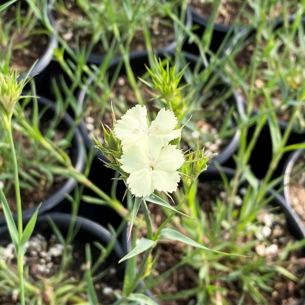 Dianthus knappii has yellow flowers