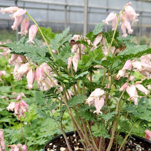 Dicentra Luxuriant has pink flowers