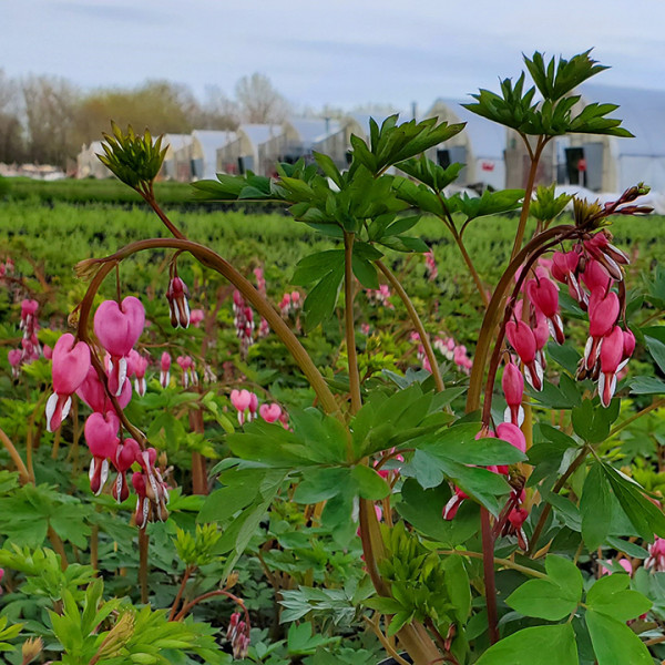 Dicentra spectabilis or Old Fashioned Bleeding Heart has pink flowers.