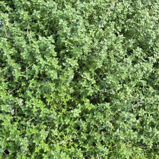 English Thyme has green foliage