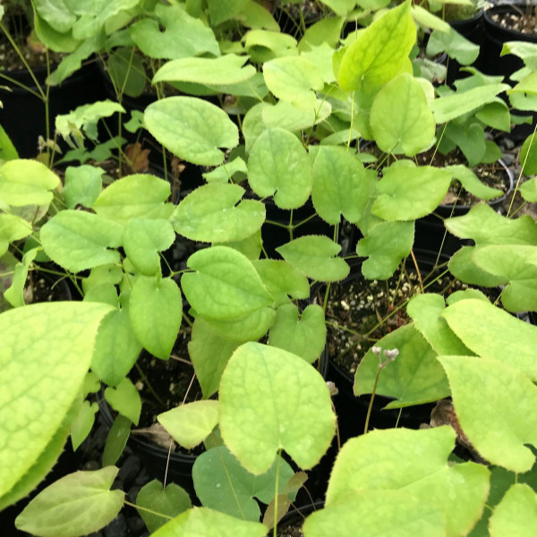 Epimedium Orange Queen has orange flowers