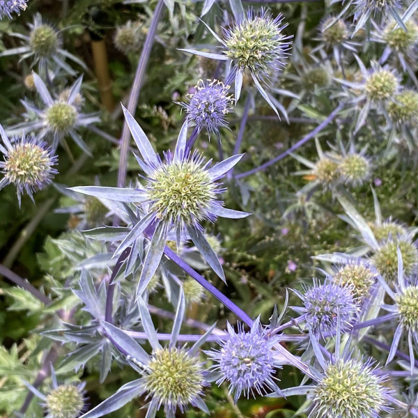 Eryngium Blaukappe has blue flowers