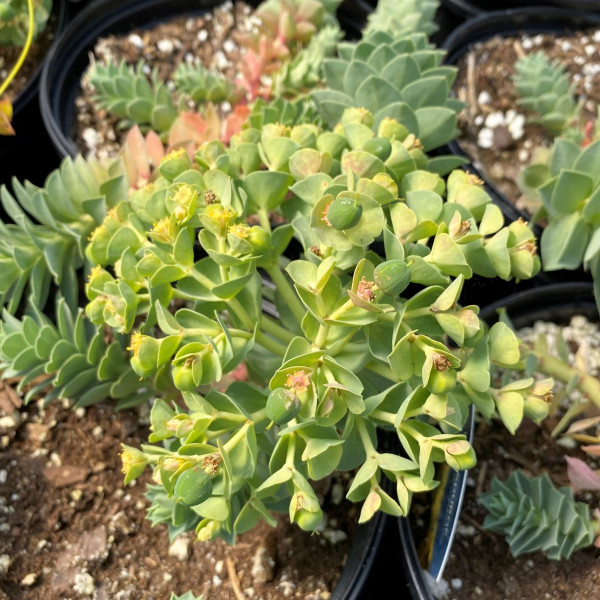 Euphorbia myrsinites has yellow flowers and grey blue foliage