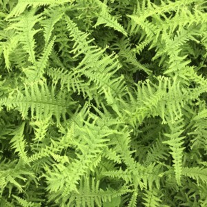 Athyrium filix-femina 'Victoriae' (Victorian Lady Fern)