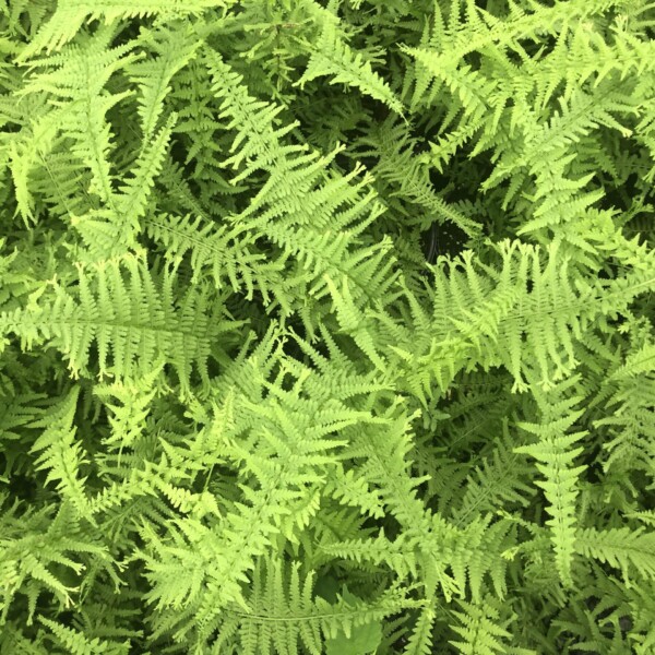 Athyrium filix-femina 'Victoriae' (Victorian Lady Fern)