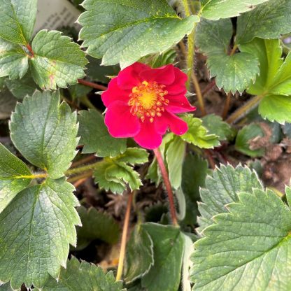 Fragaria Lipstick has red/pink flowers