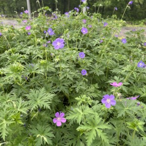 Geranium x 'Brookside' (Cranesbill)