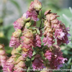 Origanum x ‘Kent Beauty’ (Ornamental Oregano)