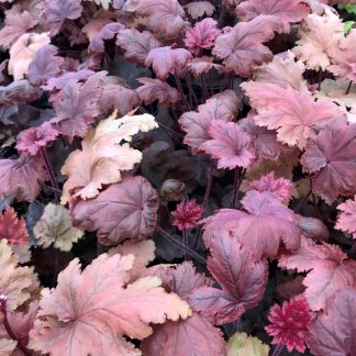 Heuchera Autumn Leaves has brown and red foliage