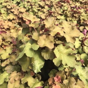 Heuchera villosa ‘Caramel’ (Coral Bells)