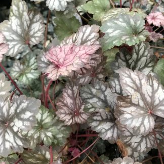 Heuchera Glitter has silver foliage and pink flowers