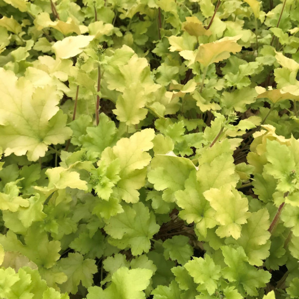 Heuchera Lime Marmalade has yellow foliage