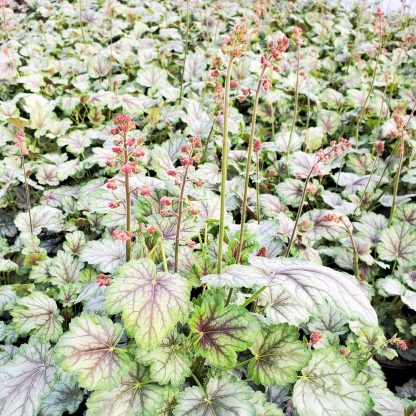 Heuchera Peppermint Spice has green and silver foliage