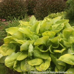 Hosta x 'Sum and Substance'