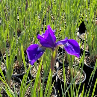 Iris 'Caesar's Brother' or Siberian Iris has purple flowers.