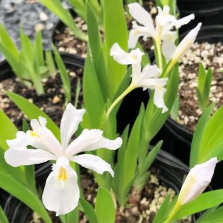 Iris cristata 'Alba' or Crested Iris has white flowers.