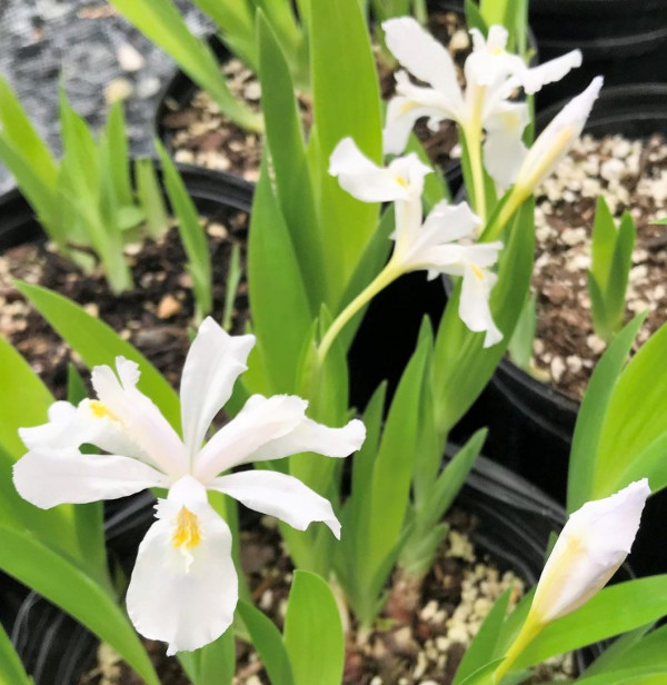Iris cristata 'Alba' or Crested Iris has white flowers.