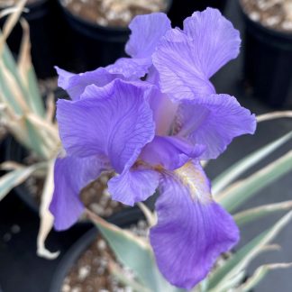 Iris pallida Albo Variegata has blue flowers