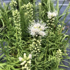 Liatris spicata 'Floristan White' (Dense Blazing Star)