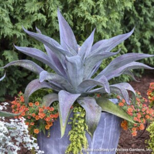 Mangave ‘Aztec King’