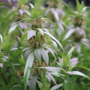 Monarda punctata (Dotted Beebalm)