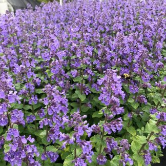 Nepeta ‘Blue Wonder’ or Catmint has purple flowers.
