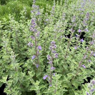 Nepeta ‘Dropmore’ or Catmint has purple flowers.