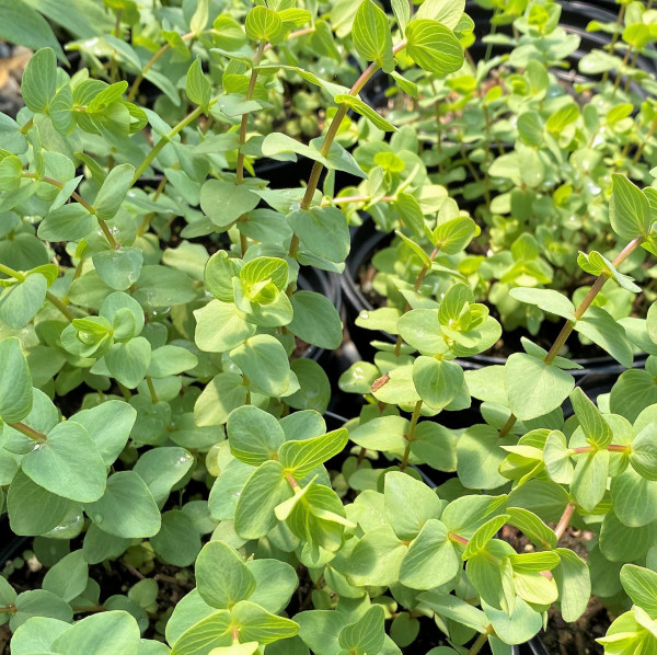 Origanum ‘Kent Beauty’ or Ornamental Oregano has blue-green foliage.