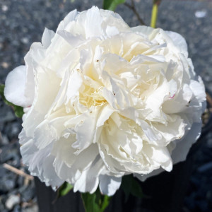 Paeonia ‘Shirley Temple’ (Garden Peony)