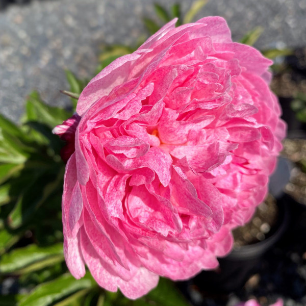 Paeonia ‘The Fawn’ (Garden Peony) - Image 2