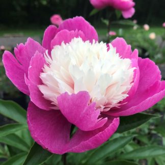 Paeonia lactiflora 'Bowl of Beauty' or Garden Peony has pink/white flowers.