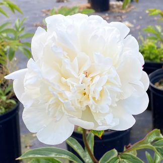 Paeonia ‘Festiva Maxima’ or Peony has white flowers.