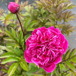 Paeonia ‘Red Sarah Bernhardt’ or Peony has pink flowers.
