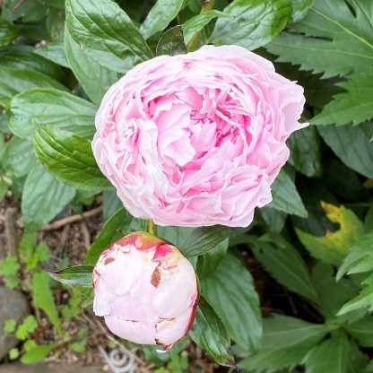 Paeonia ‘Sarah Bernhardt’ or Peony has pink flowers.
