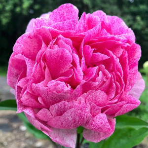 Paeonia lactiflora 'The Fawn' or Garden Peony has pink flowers.