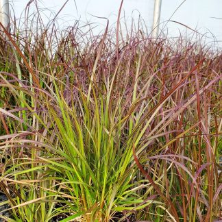 Pennisetum setaceum ‘Rubrum’ or Red Fountain Grass has red foliage.