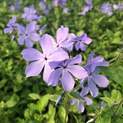 Phlox divaricata ‘Blue Moon’ or Woodland Phlox has blue flowers.