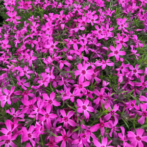Phlox subulata ‘Crimson Beauty’ or Moss Phlox has pink flowers.
