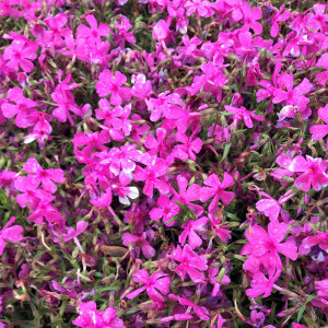 Phlox subulata ‘Drummond’s Pink’ or Moss Phlox has pink flowers.