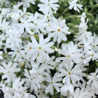 Phlox subulata ‘Snowflake’ or Moss Phlox has white flowers.