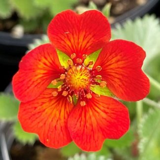 Potentilla has red flowes