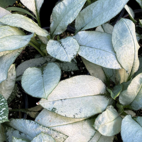 Pulmonaria ‘Majeste’ or Lungwort has silver foliage.