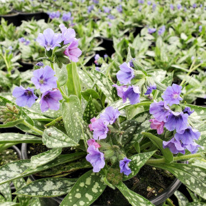 Pulmonaria x ‘Trevi Fountain’ (Lungwort)