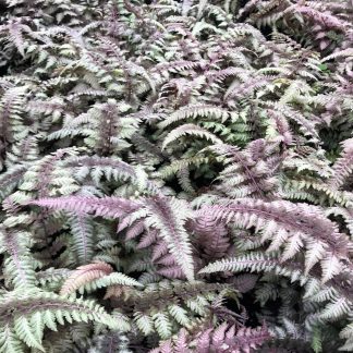 Regal Red fern has red,silver and green leaves