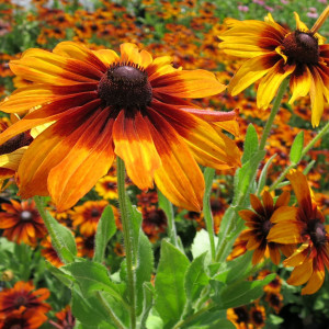 Rudbeckia Autumn Colors has Orange and red flowers