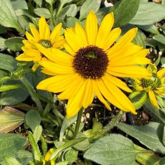 Rudbeckia ‘Viette’s Little Suzy’ has yellow flowers.