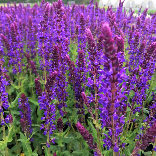 Salvia ‘Wesuwe’ has purple flowers.